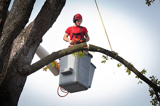 How Our Tree Care Process Works  in  Tarrant, AL